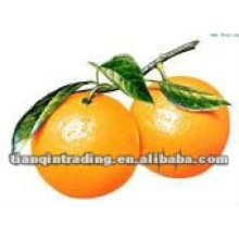 Sweet Navel Orange supplier